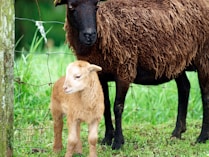 brown calf standing beside brown sheep
