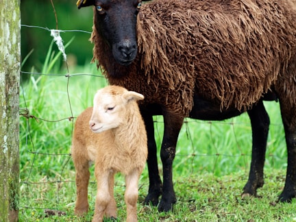 brown calf standing beside brown sheep