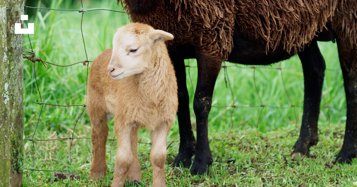 Costa Rican Sheep Brown calf standing beside brown sheep photo – Free Costa rica Image on ...