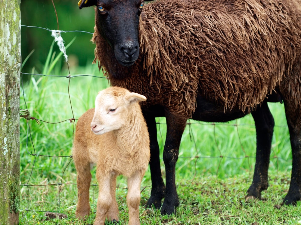 brown calf standing beside brown sheep