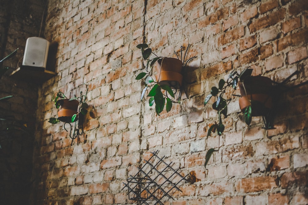 three green vine plants on brown pots hanged on wall