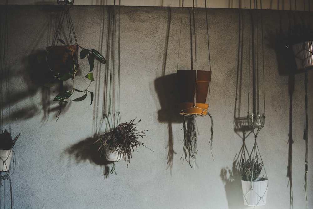 four assorted-color plants on vase hanging on wall