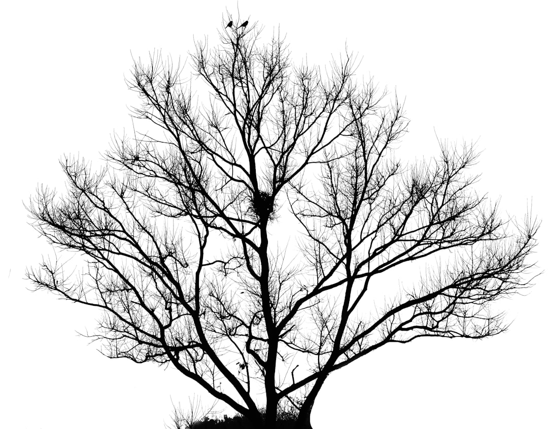 silhouette of tree