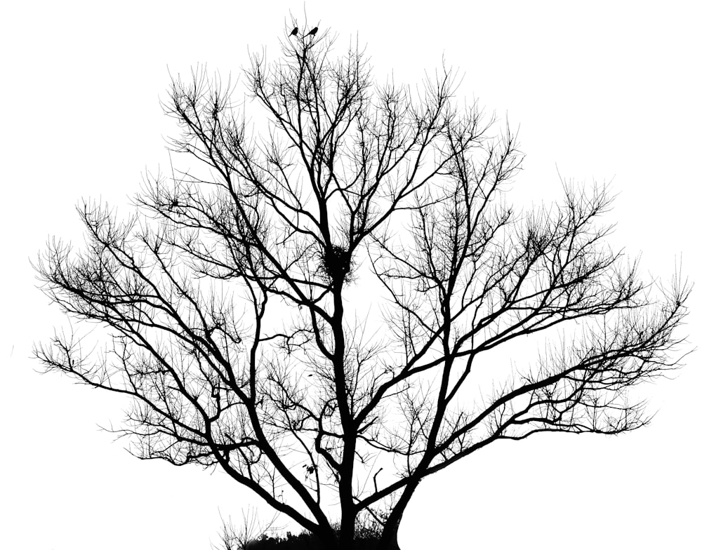 silhouette of tree