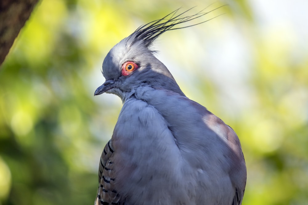 shallow focus photography of grey and white bird