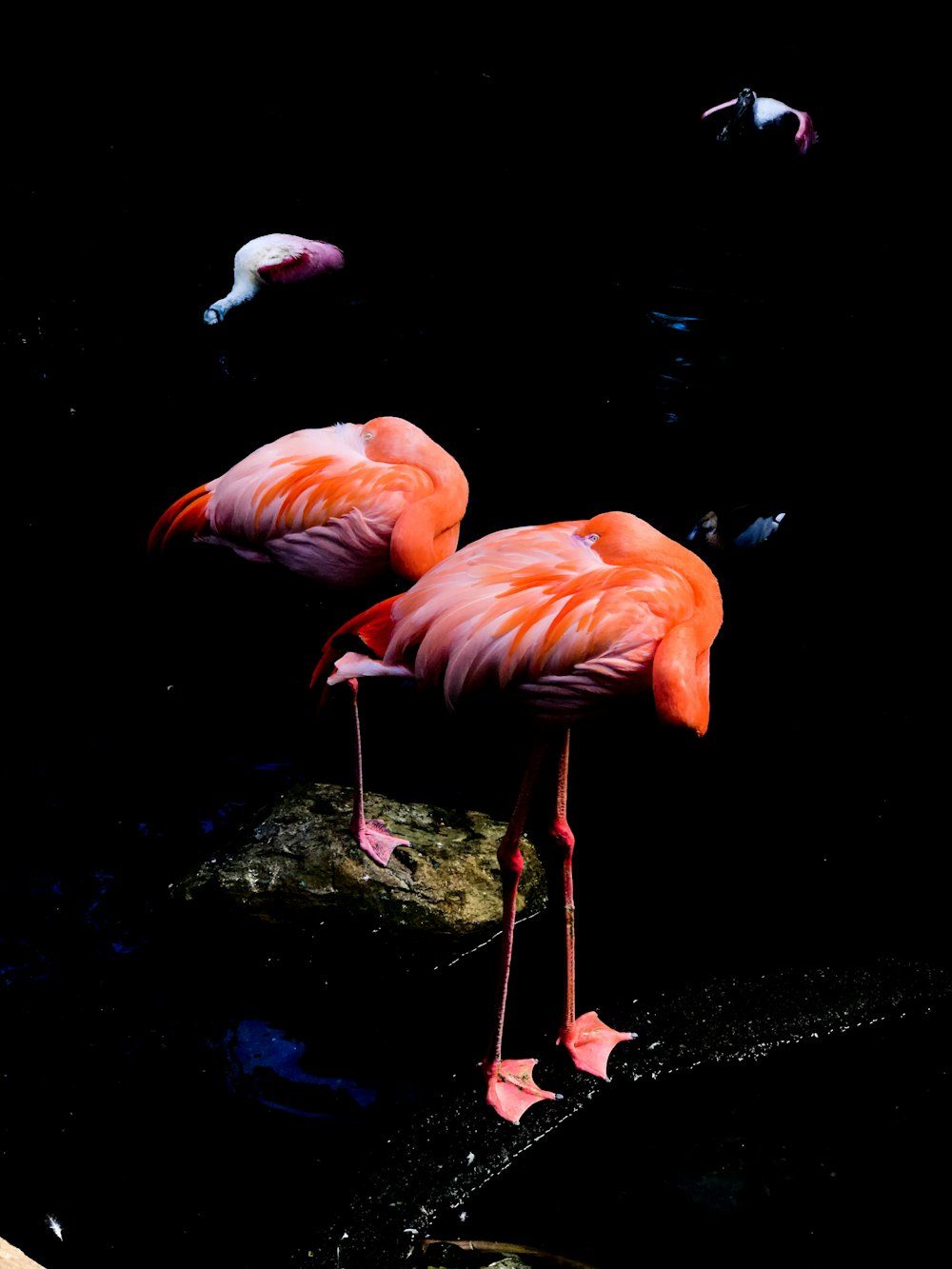 Photo en basse lumière de deux flamants roses orange
