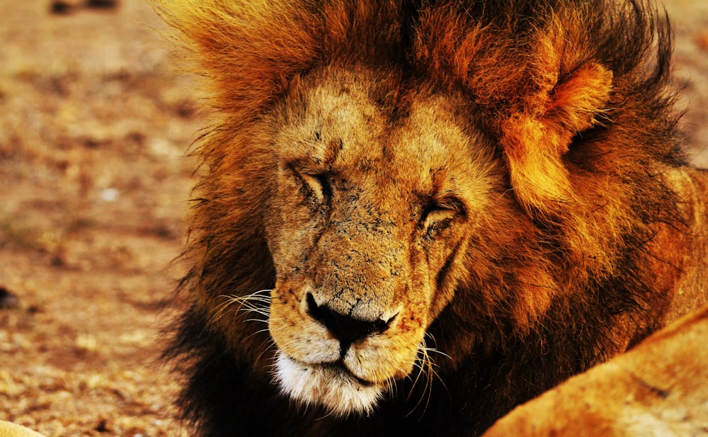 shallow focus photography of lion sleeping