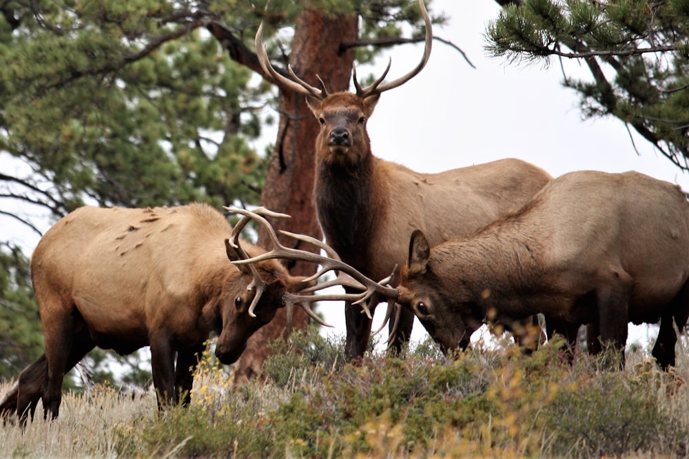 four bucks near tees