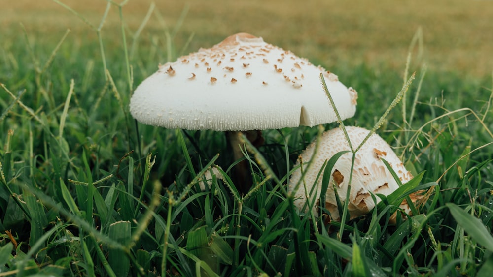 white mushroom on green grass during daytime