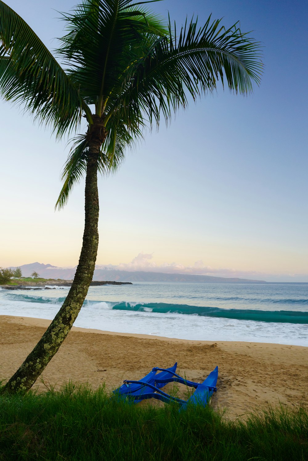 a palm tree on a beach with a blue chair under it