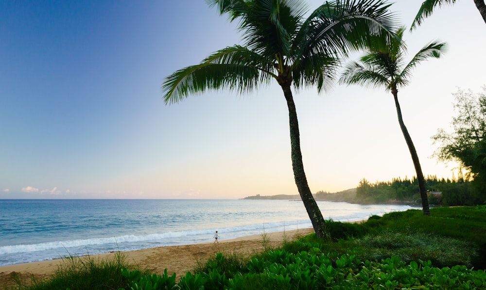 a couple of palm trees sitting on top of a beach