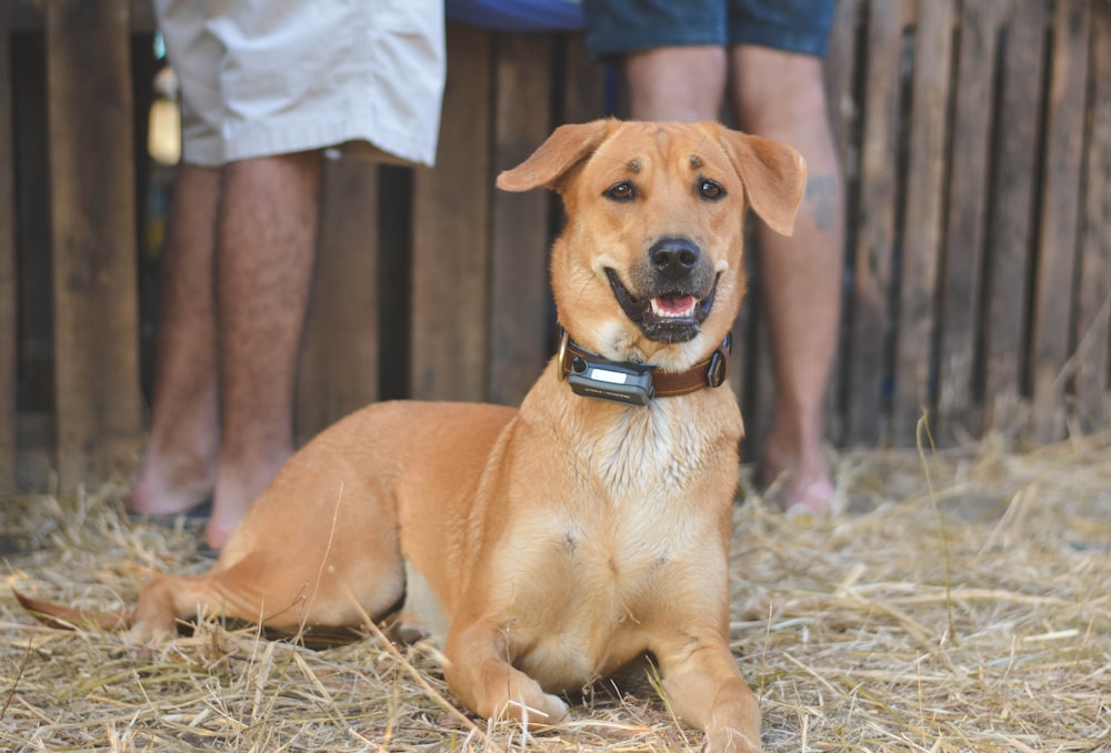 medium-coated brown dog