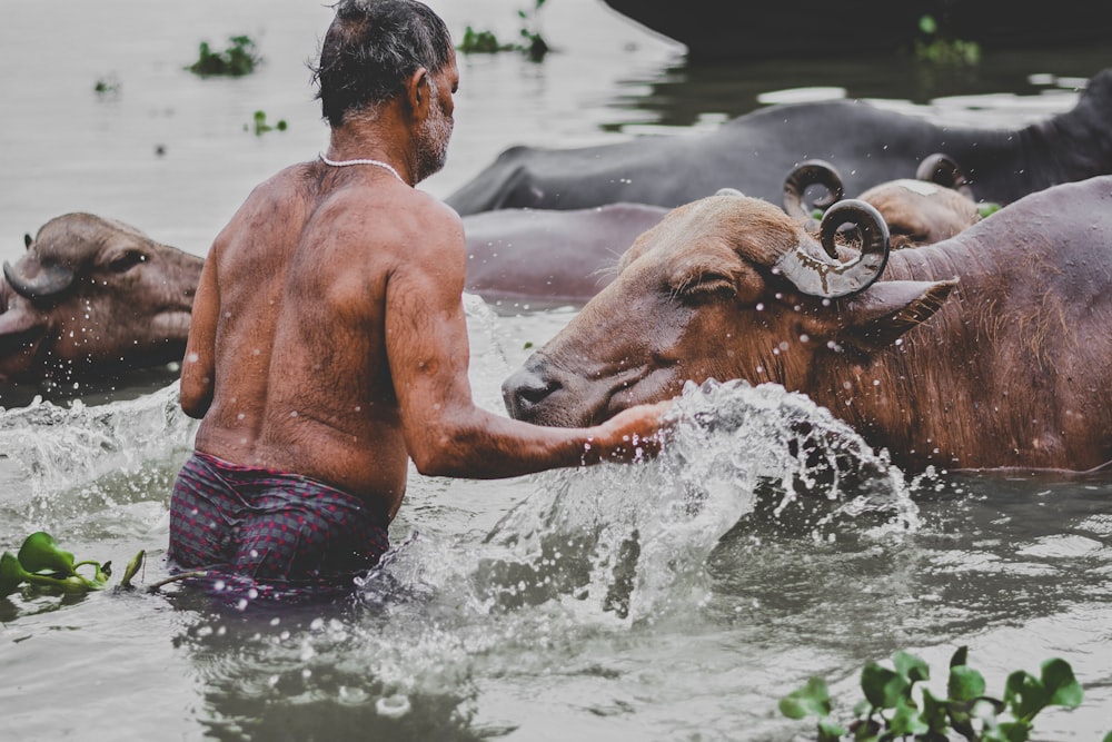 person on body of water surrounded with buffaloes