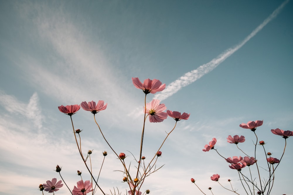 a group of pink flowers with a contrail in the background