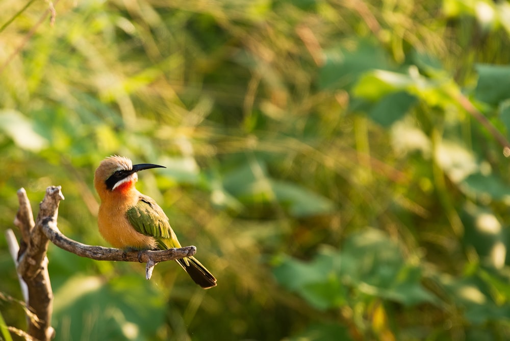 shallow focus photography of yellow and green bird on tree branch