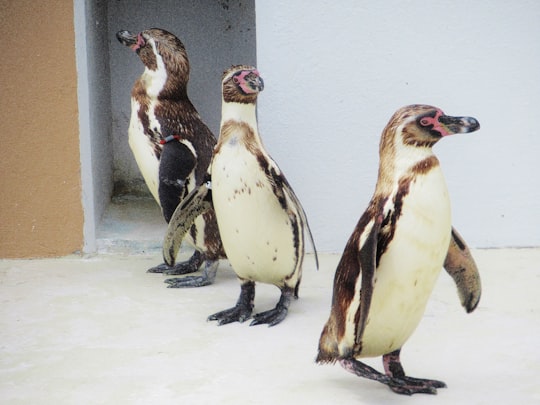 photo of three white-and-brown penguins standing near each other in Mie Prefecture Japan