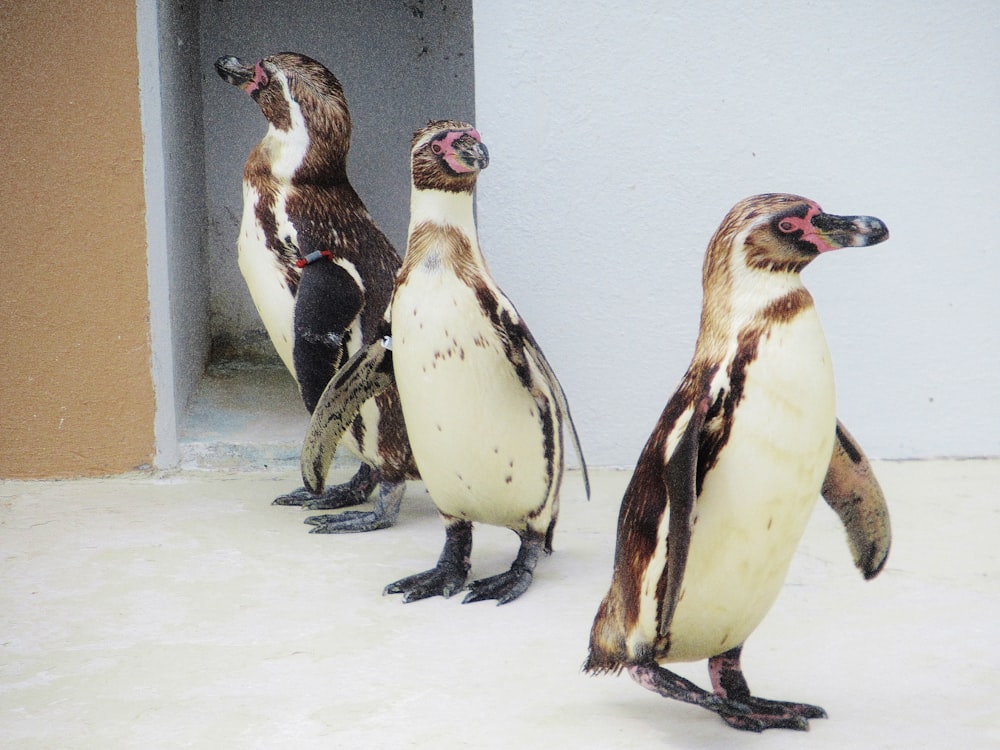 photo of three white-and-brown penguins standing near each other