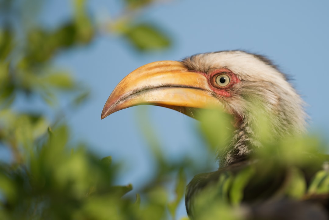 close-up photography of white bird near green leafed plant