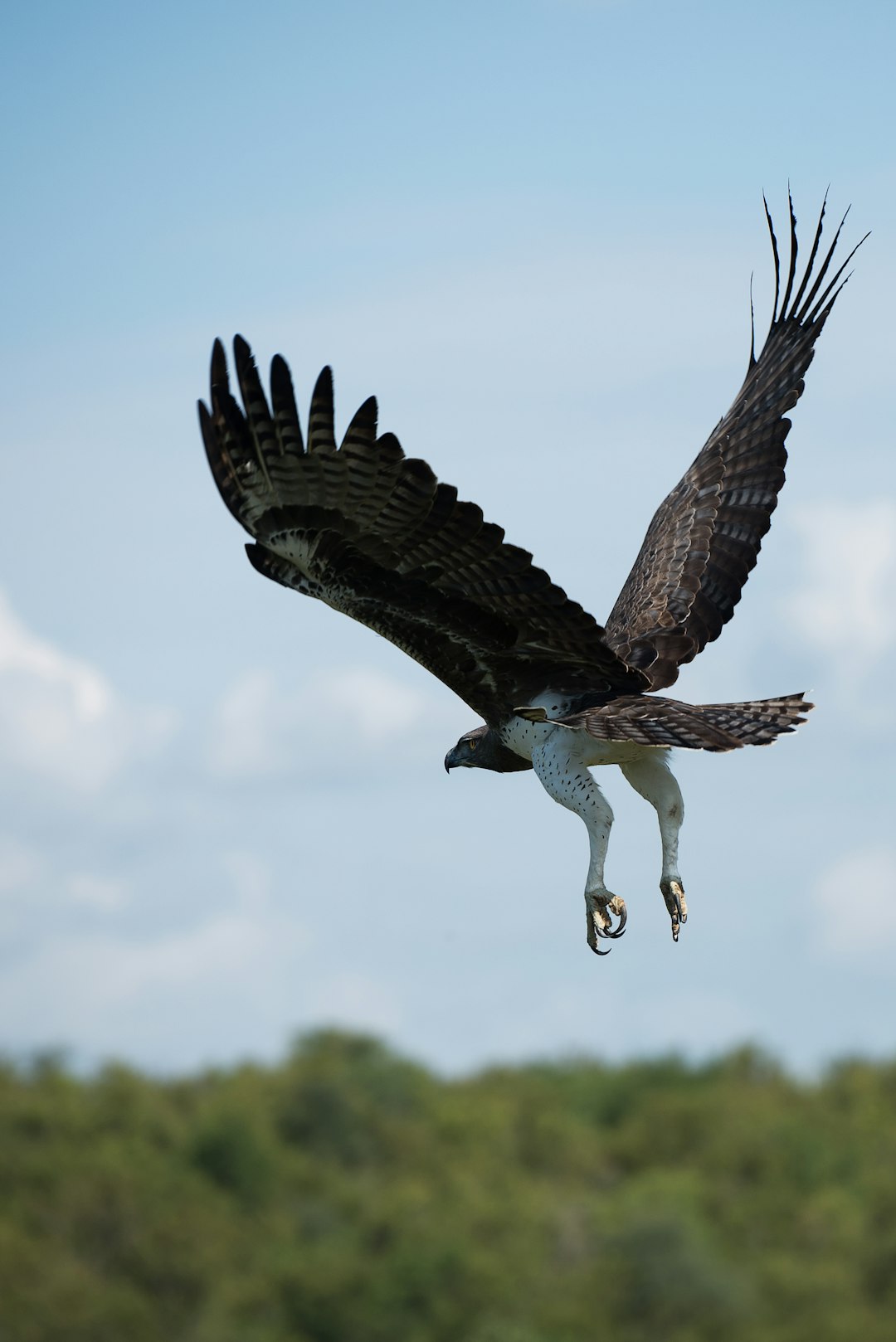 5 animals flying flight Marshall photo eagle, of HD prey bird and bird, by 5 animals flying flight Marshall photo eagle, of HD prey bird and bird, by