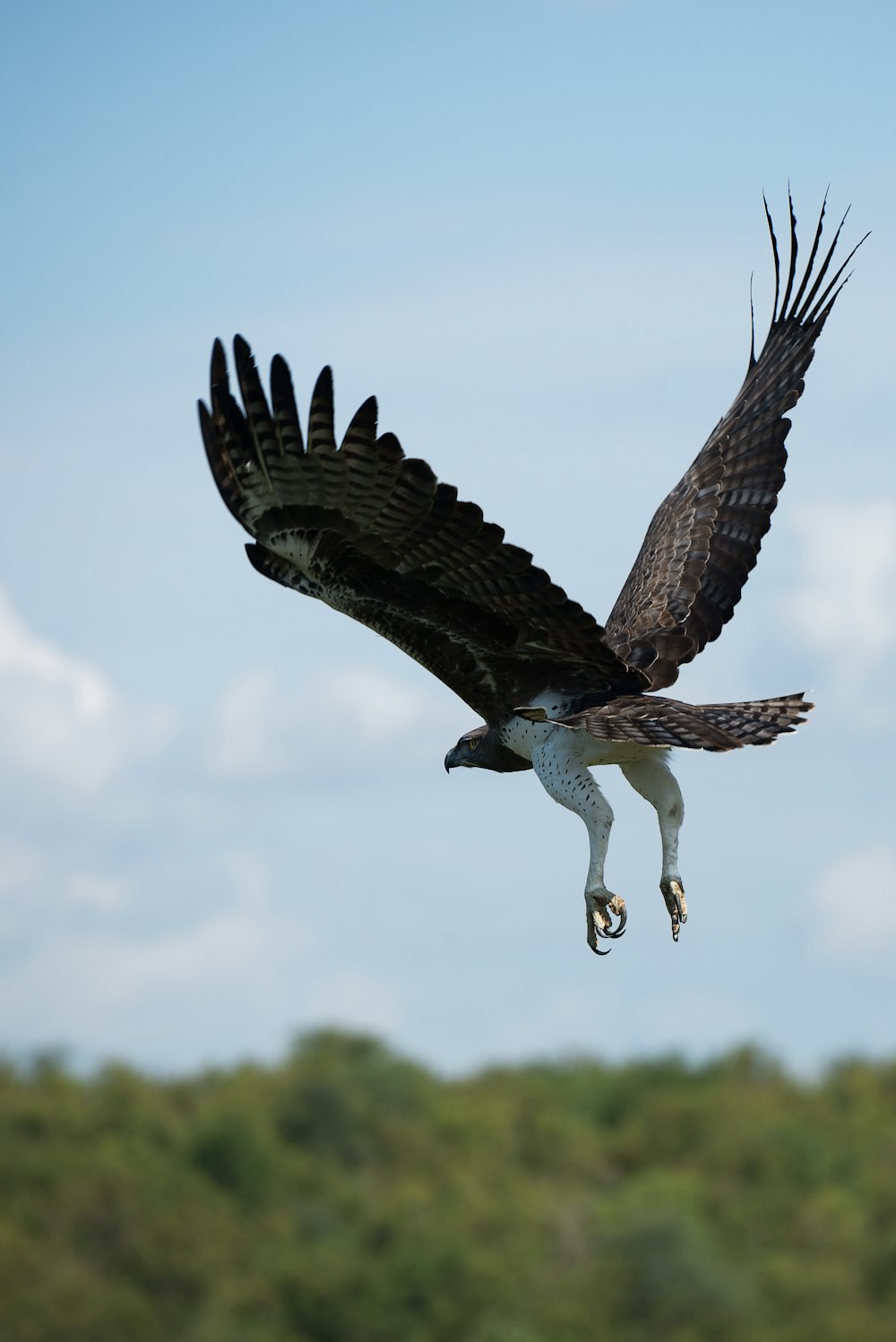 soaring brown and white falcon