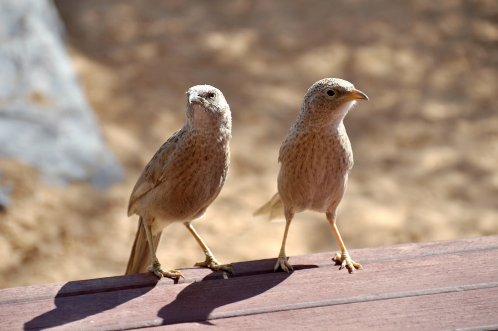 two brown birds on brown wood