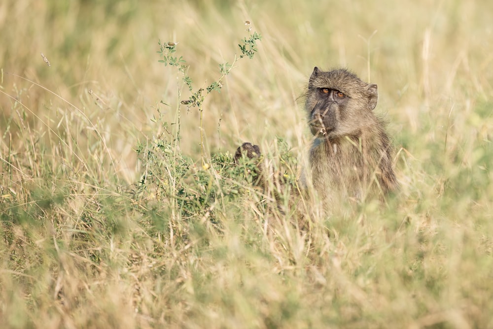shallow focus photography of monkey in the middle of grass field