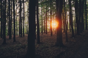 Sunlight filtering through tall trees, casting warm shadows on the forest floor