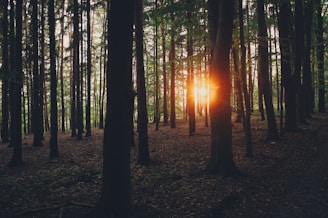 Sunlight filtering through tall trees in a healthy, living forest.