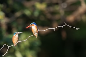 blue and brown birds on gray stem