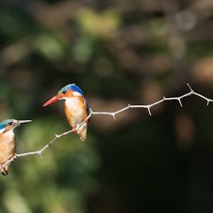 blue and brown birds on gray stem