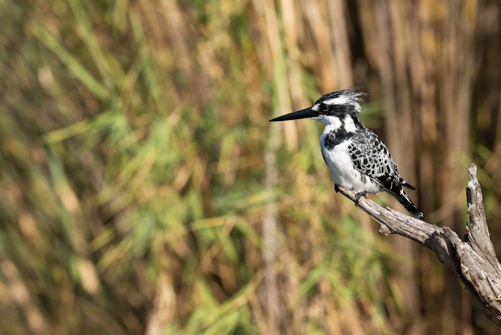 shallow focus photography of white and black bird