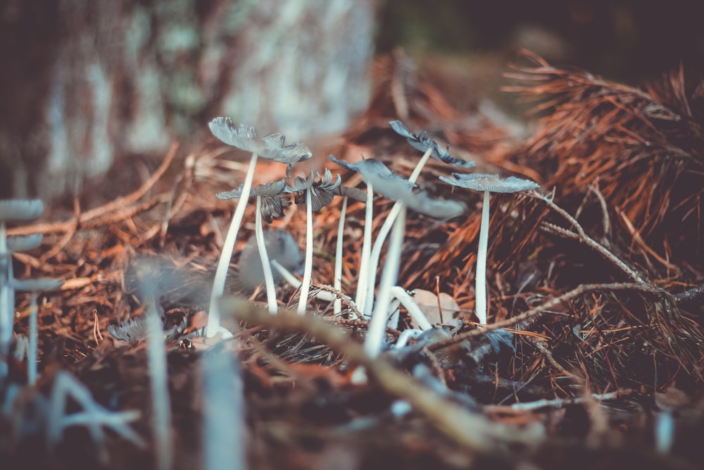 closeup photo of white mushrooms