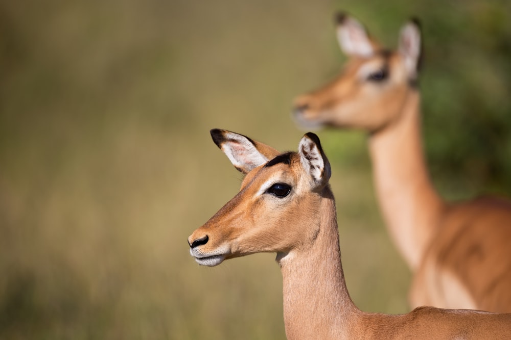 foto de foco seletivo de cervo marrom