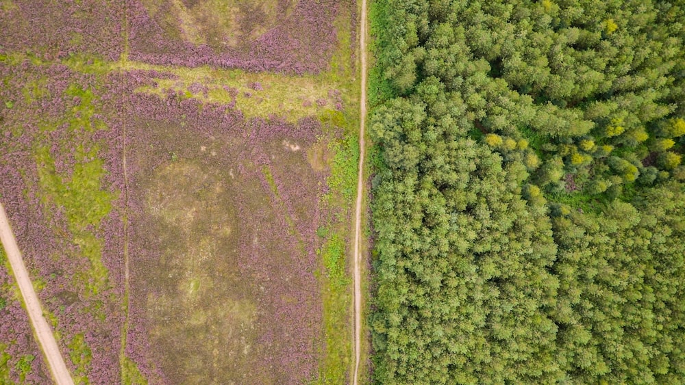 Foto de vista de pássaro do campo e da floresta