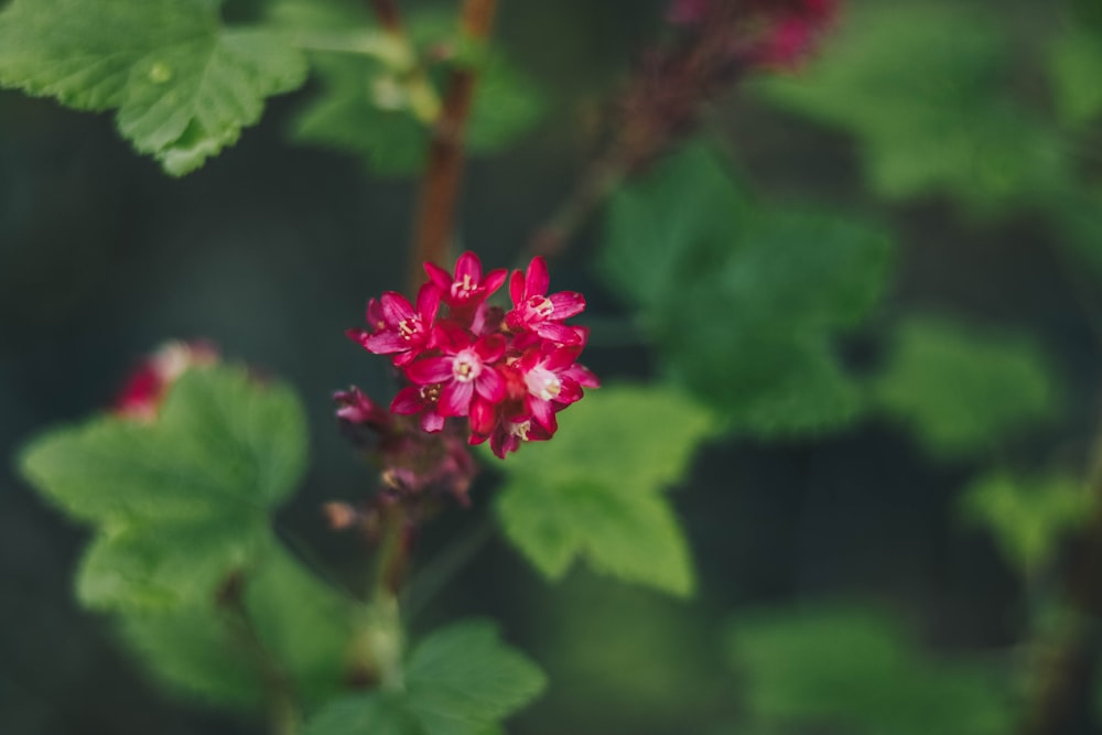 pink petaled flowers