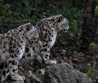 two brown-and-black leopards