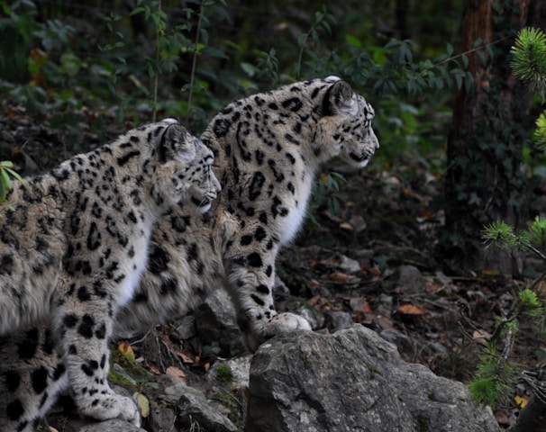 two brown-and-black leopards