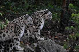 Two snow leopards are perched on a rocky outcrop, surrounded by lush green foliage. Their fur is thick and white with distinctive dark rosettes. The animals are focused and appear to be looking intently at something off to the side.