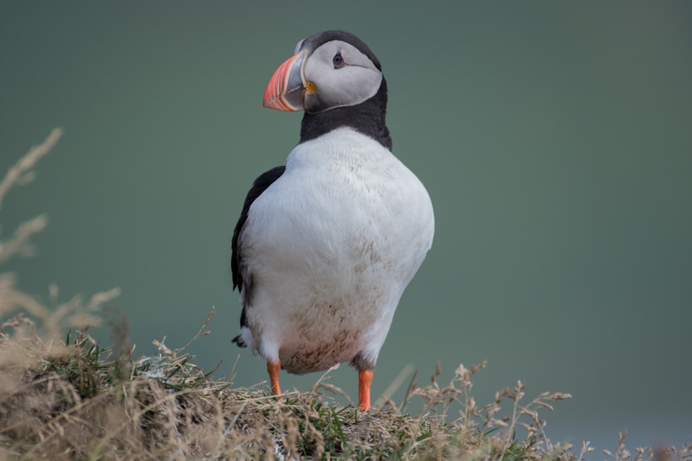 white and black puffin bird