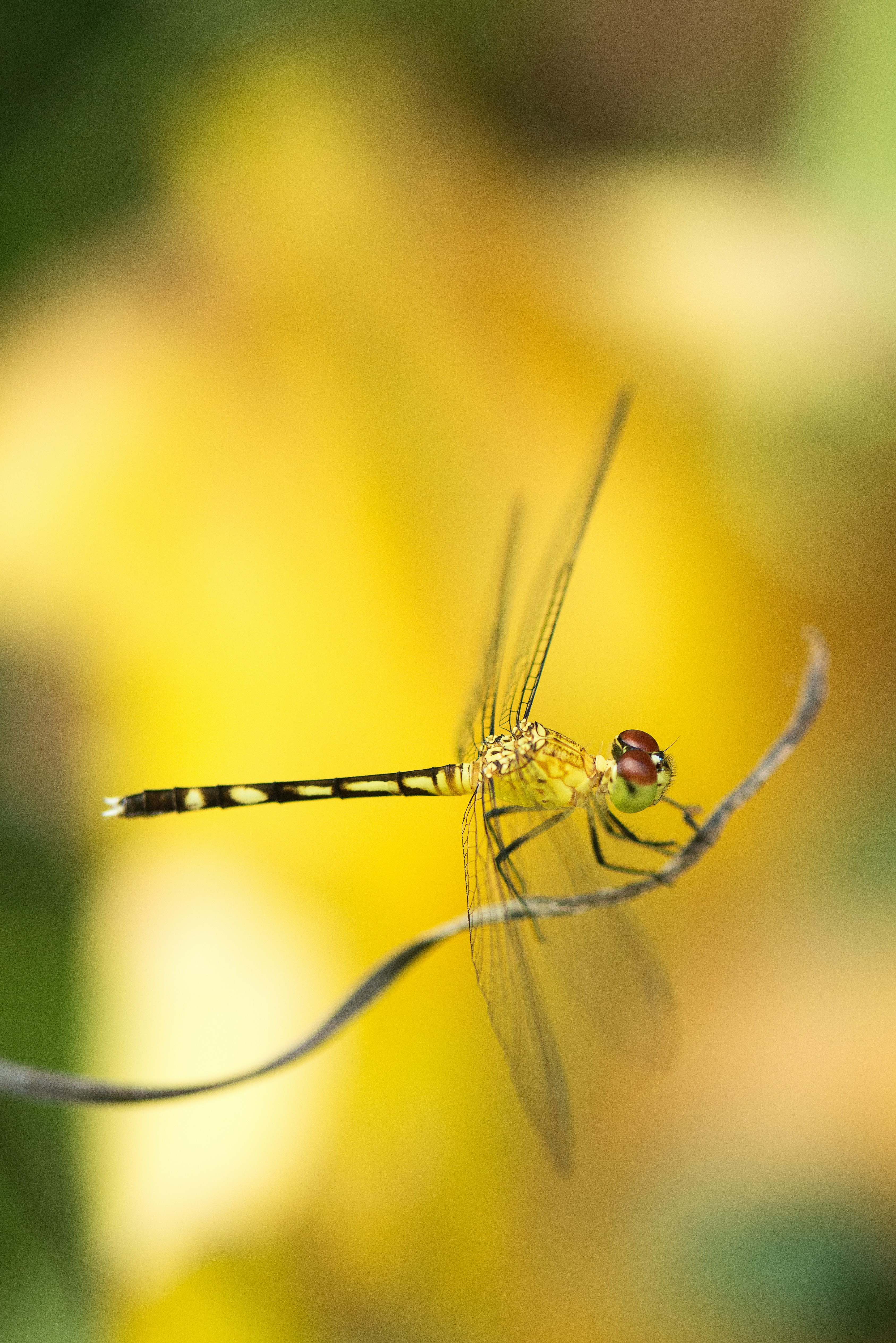 Choose from a curated selection of yellow wallpapers for your mobile and desktop screens. Always free on Unsplash.
