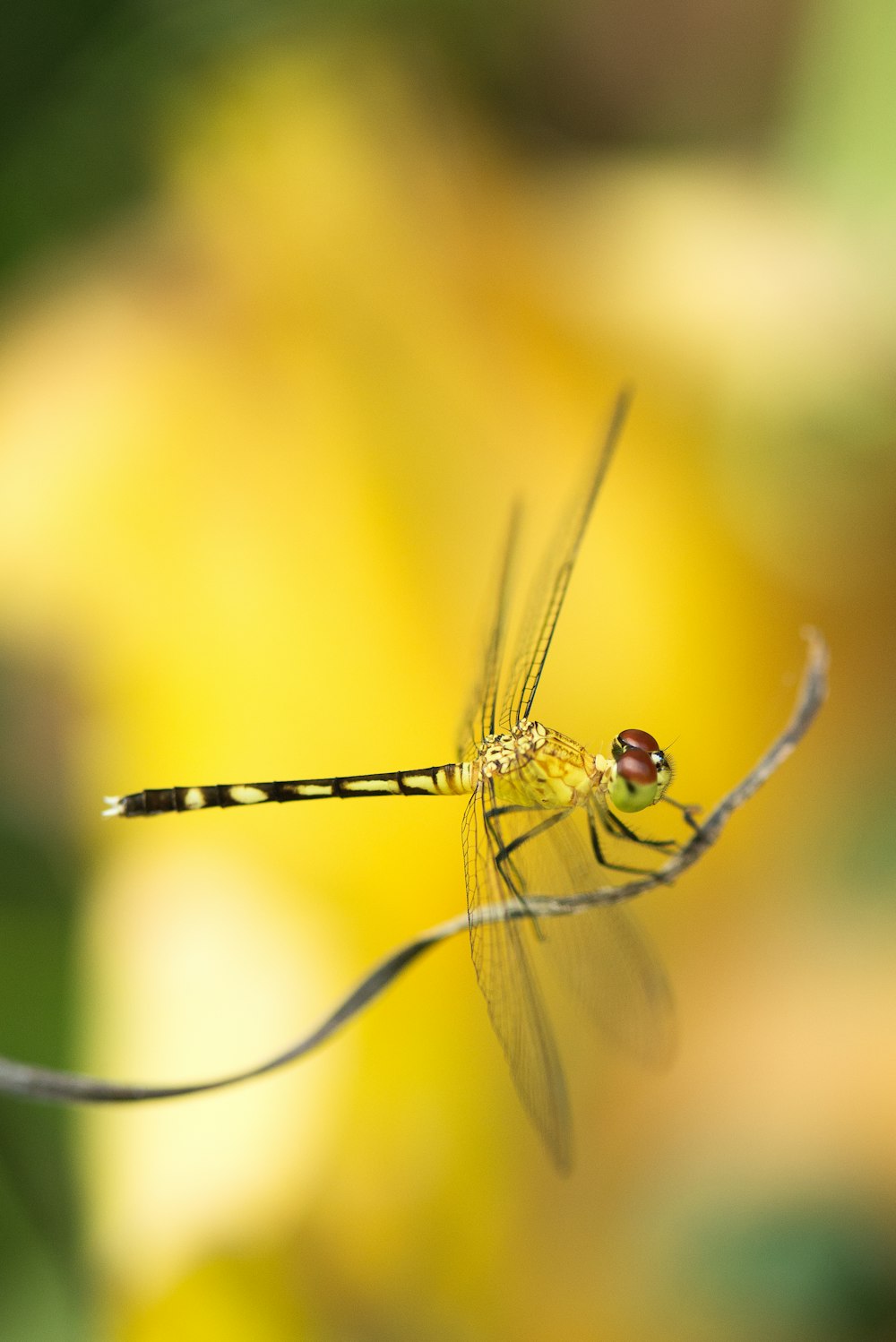 selective focus photography of green dragonfly perching on brown stem