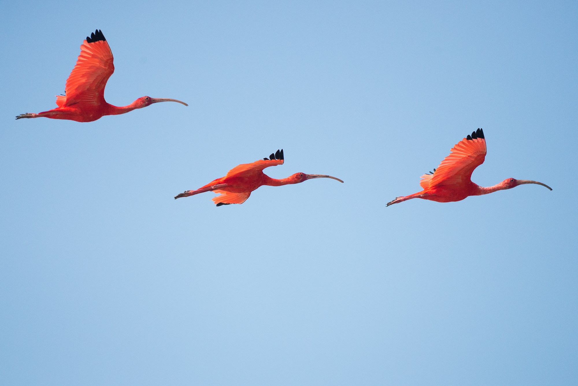 What to See in Suriname: A Comprehensive Travel Guide