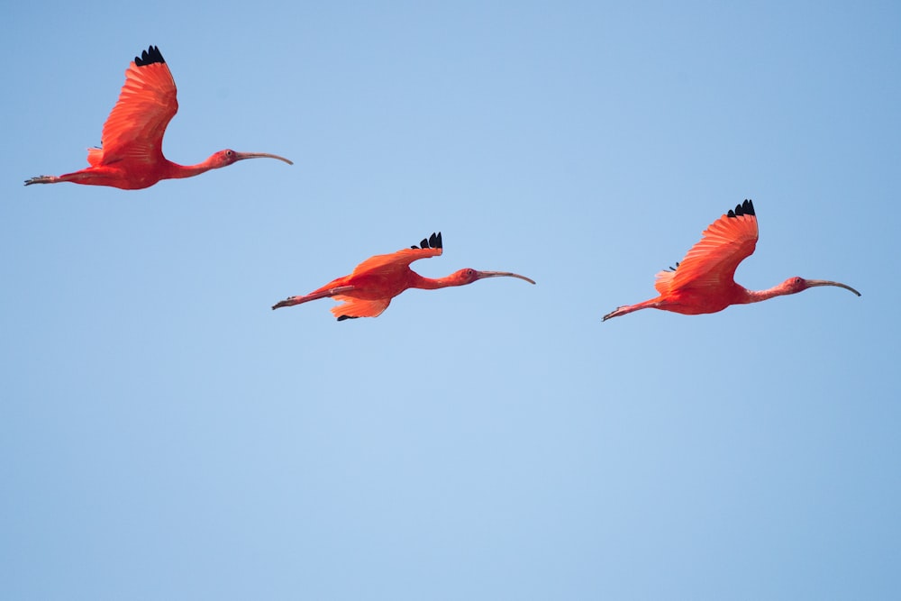 three flying flamingos