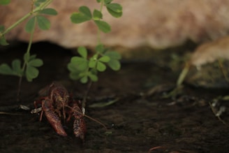 A crayfish is seen partially submerged in a shallow body of water, surrounded by small green plants. The background consists of stones and more aquatic vegetation, creating a natural aquatic environment.