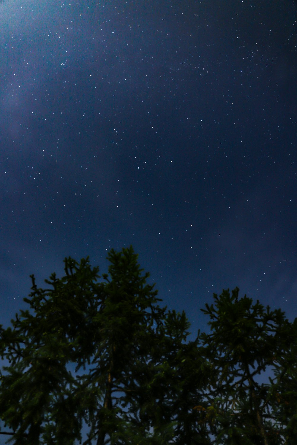 green leafed tree during nighttime