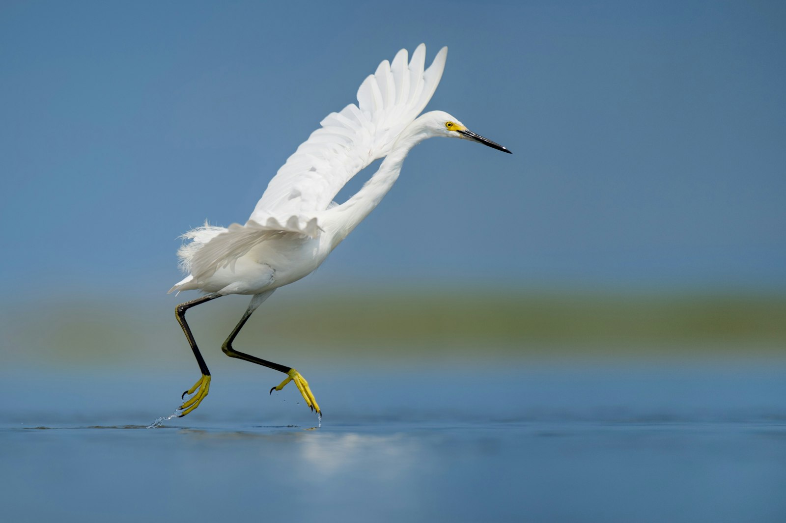 Nikon AF-S Nikkor 500mm F4G ED VR sample photo. White bird on body photography