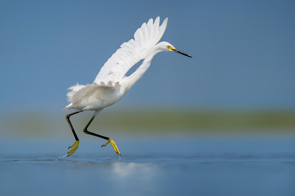 white bird on body of water