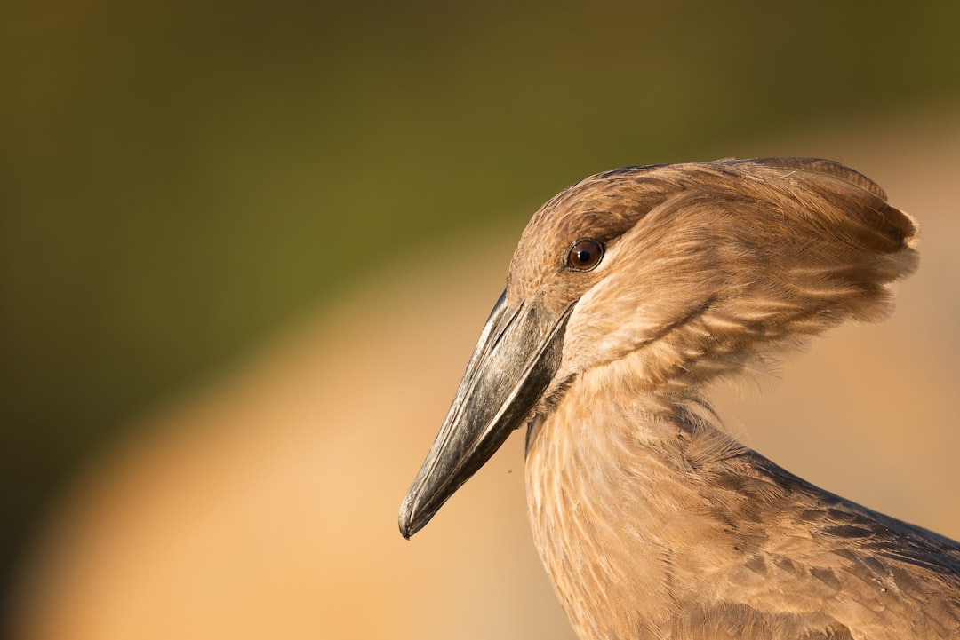 close-up photography of brown bird