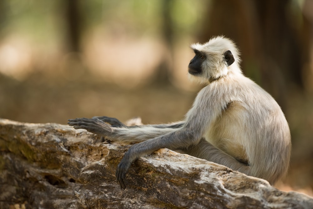 white monkey laying on rock formation
