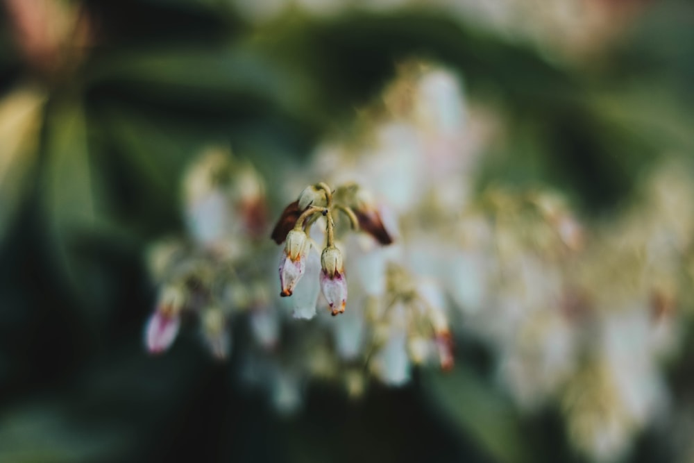 shallow focus photography of white flowers